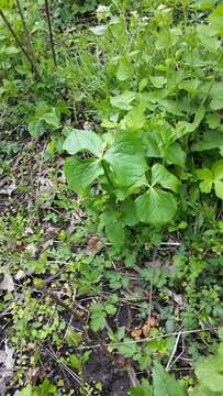 Imagem de Trillium cernuum L.