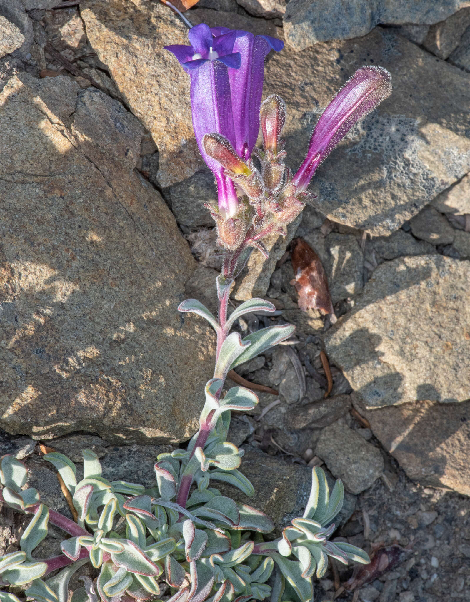 Image of Snow Mountain beardtongue