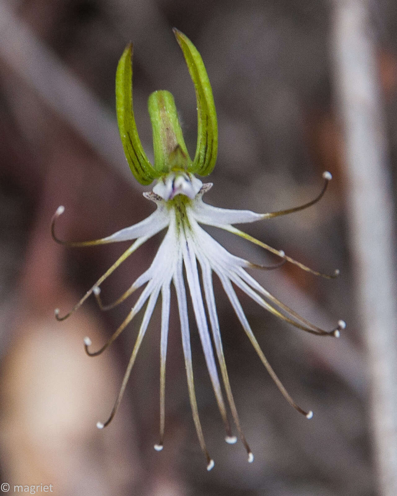 Image of Bartholina etheliae Bolus