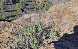 Image of Lavandula minutolii Bolle