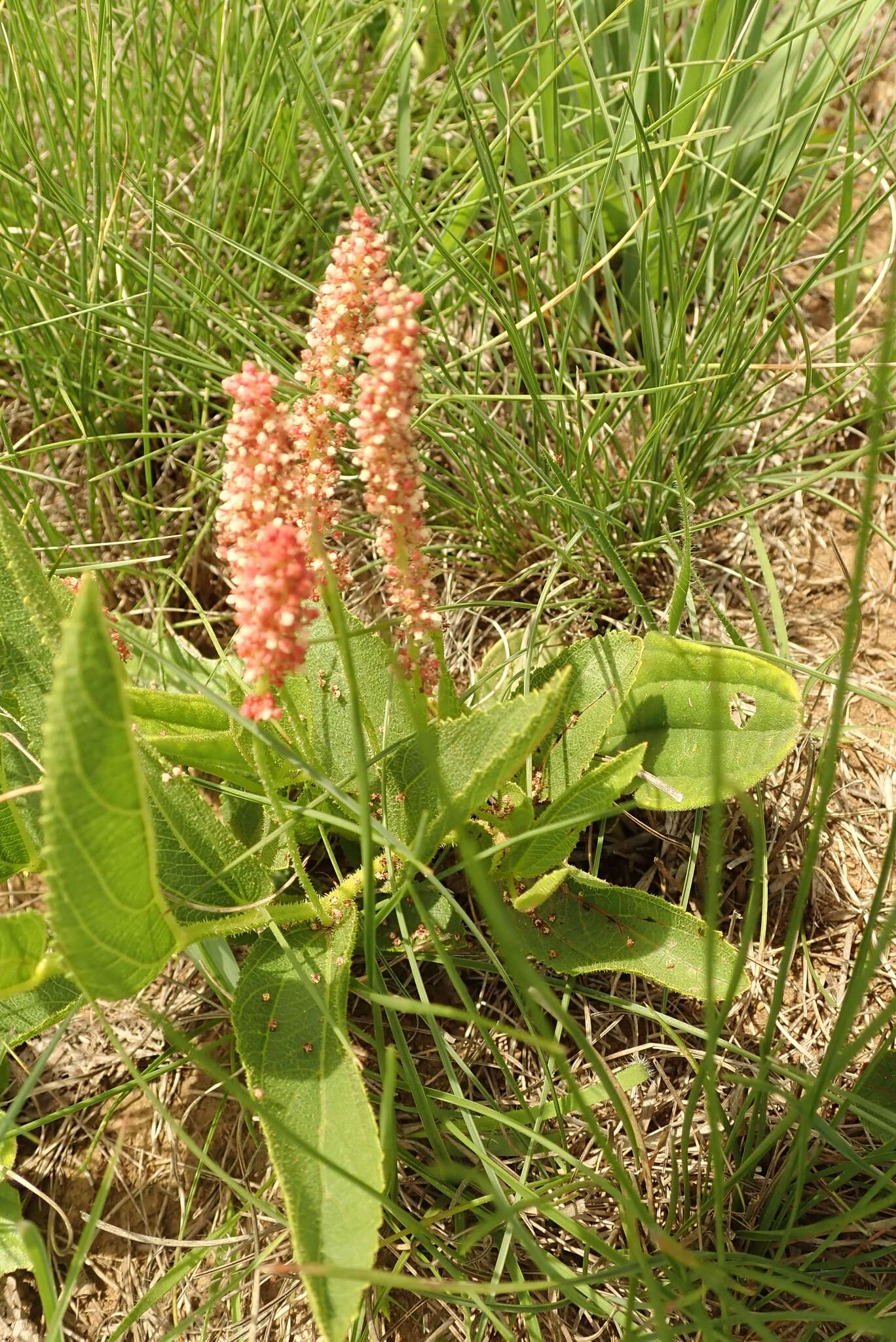 Image of Acalypha depressinervia (Kuntze) K. Schum.