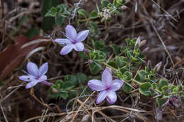 Imagem de Barleria mysorensis Heyne