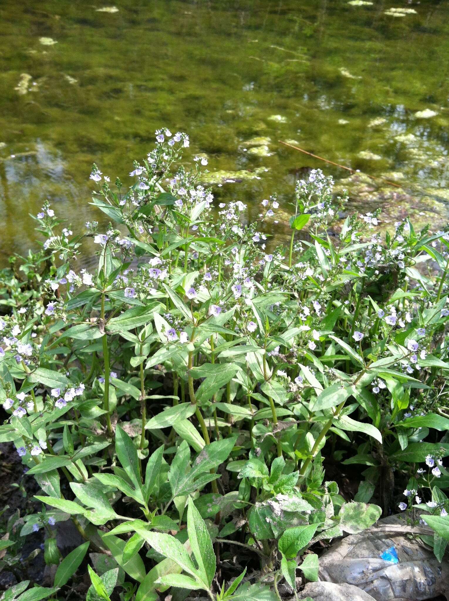 Image of Blue Water-speedwell