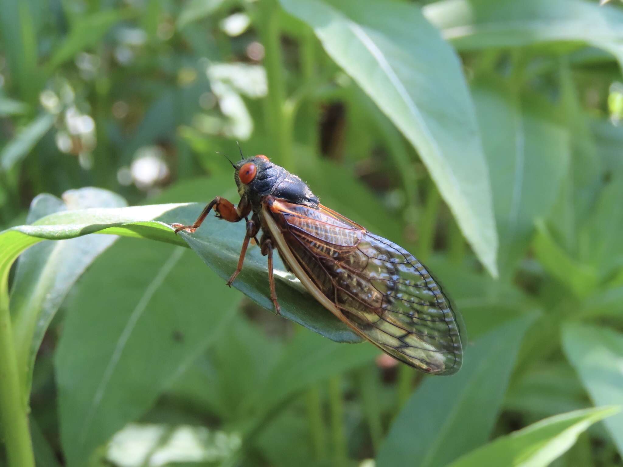 Image of Decula Periodical Cicada