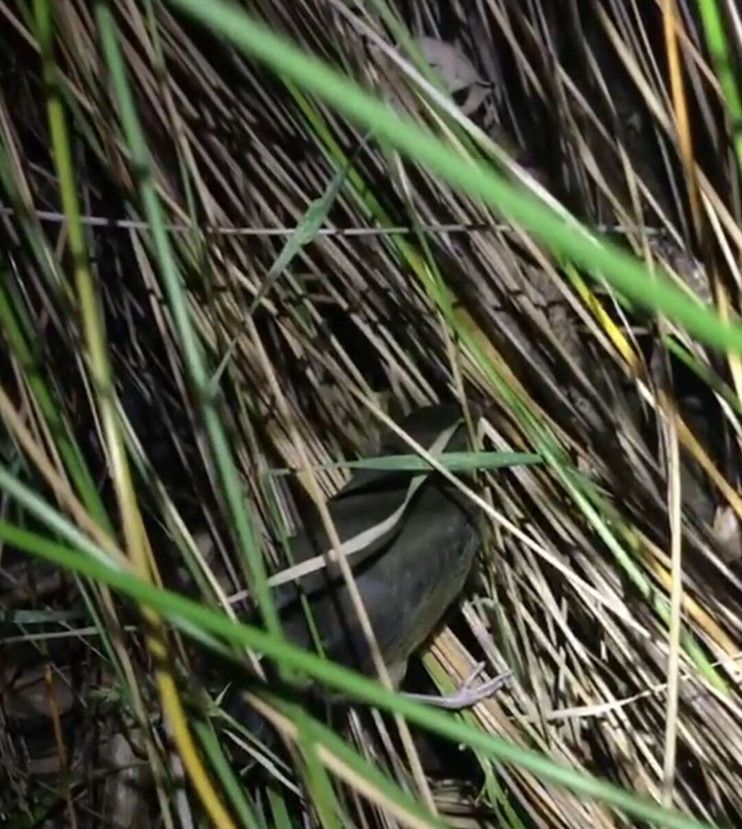 Image of Spotless Crake