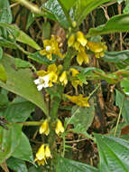 Image of Besleria melancholica (Vell.) C. V. Morton