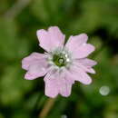 Heliosperma pusillum subsp. albanicum (K. Malý) Niketic & Stevan. resmi