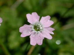 Heliosperma pusillum subsp. albanicum (K. Malý) Niketic & Stevan. resmi