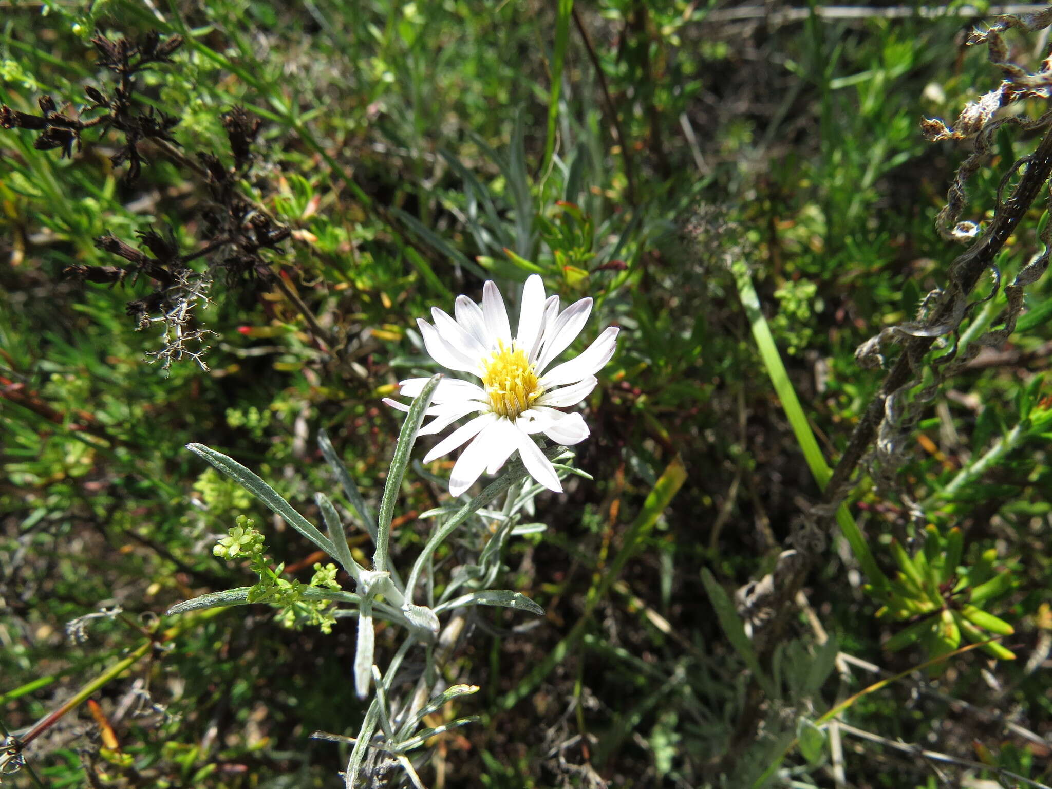 Image of Corethrogyne filaginifolia var. linifolia H. M. Hall