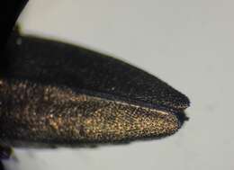 Image of Alder-birch Borer