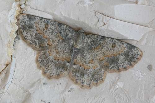 صورة Charissa variegata Duponchel 1830