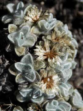 Image of Helichrysum pagophilum M. D. Henderson