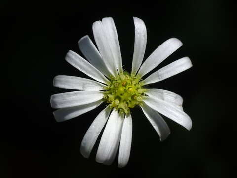 Image of Brachyscome radicata Hook. fil.