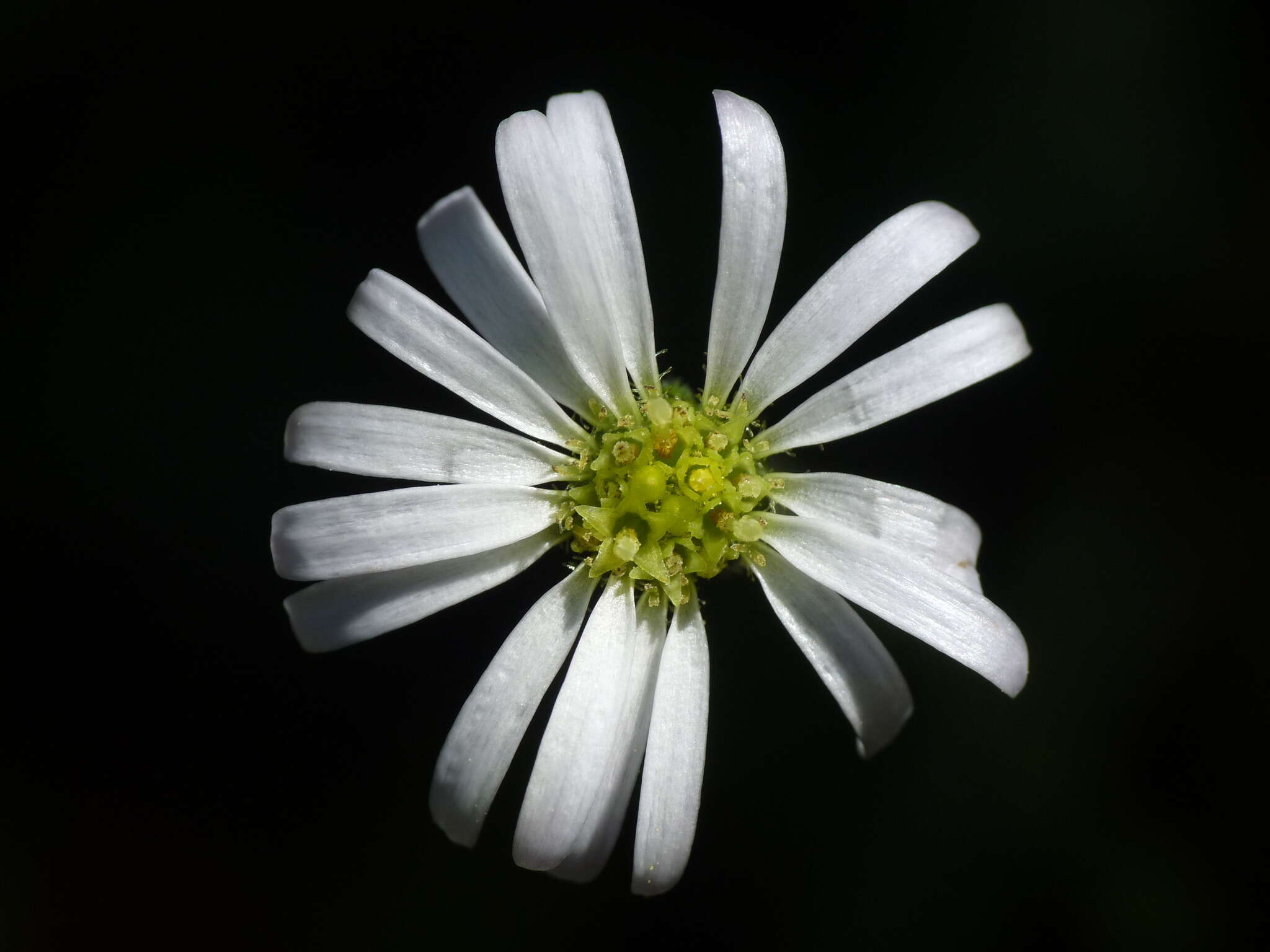 Image de Brachyscome radicata Hook. fil.