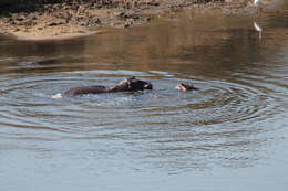 Image of Common Hippopotamus