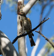 Imagem de Oriolus sagittatus affinis Gould 1848