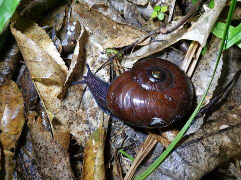 Image of Powelliphanta annectens (Powell 1936)