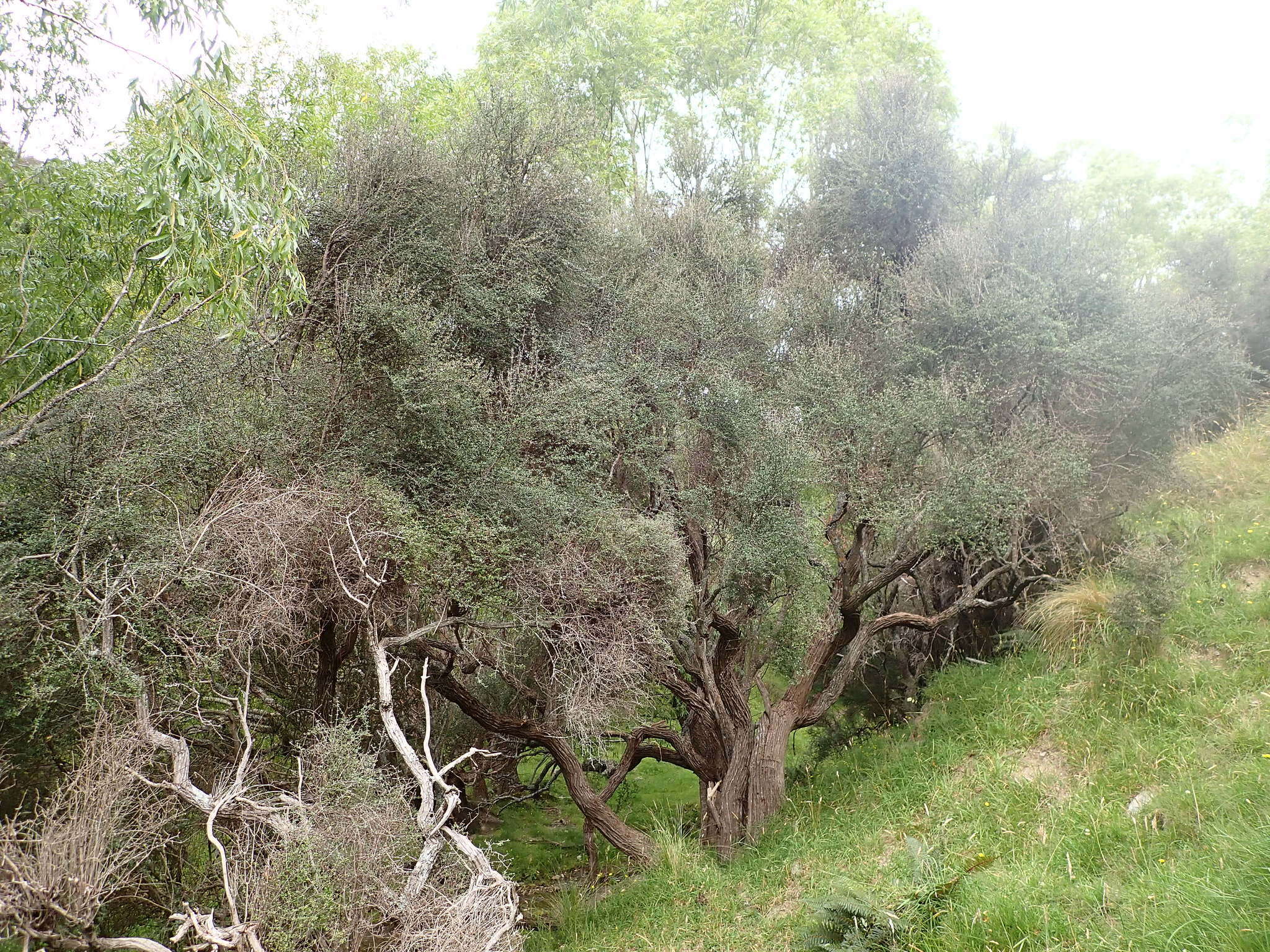 Olearia fimbriata M. Heads resmi