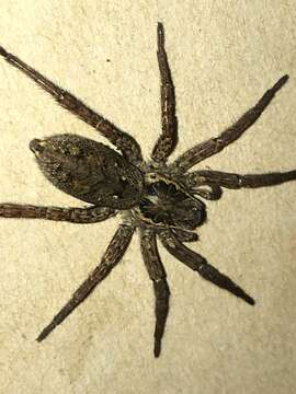 Image of Wolf spider