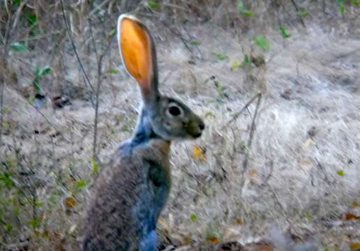 Image of Antelope Jackrabbit