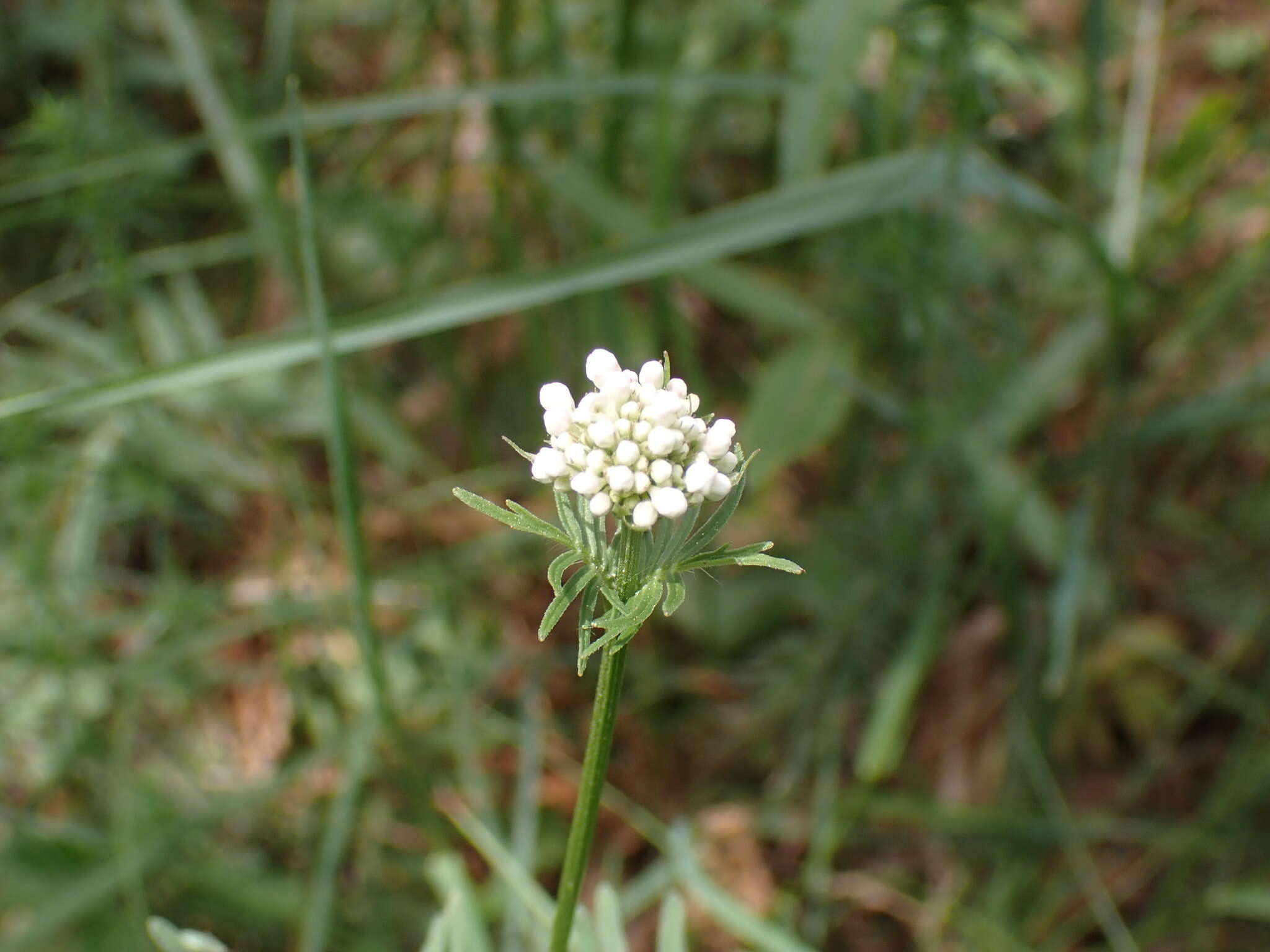 Image de Valeriana stolonifera subsp. angustifolia