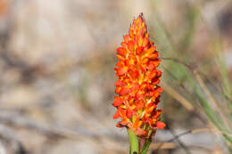 Image of Disa polygonoides Lindl.