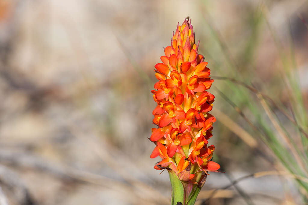 Image de Disa polygonoides Lindl.