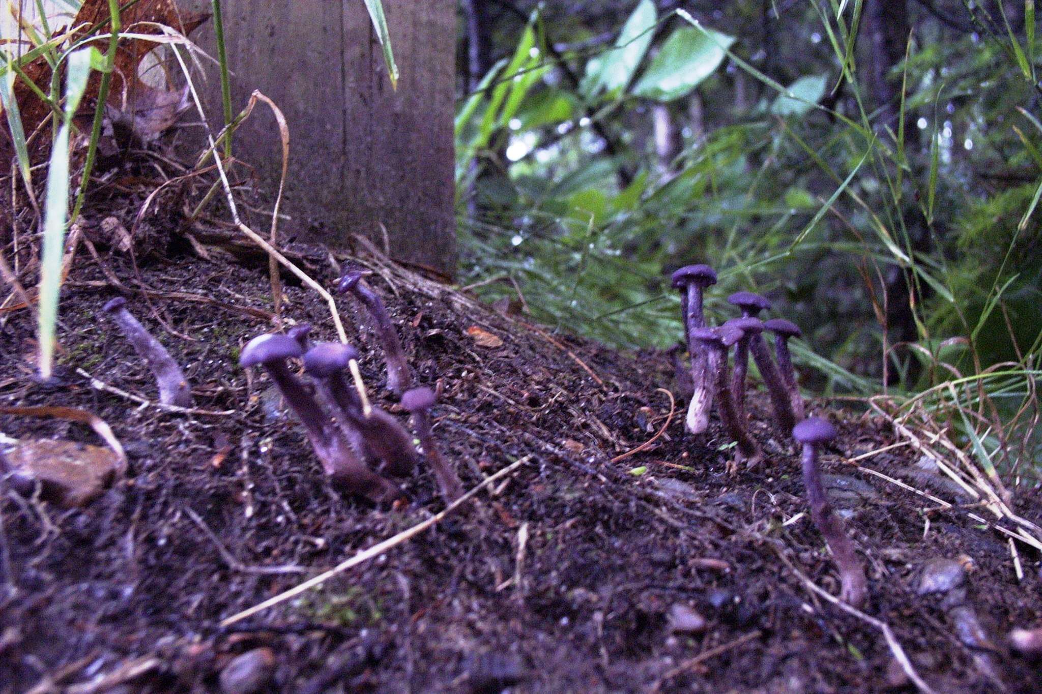 Image of Laccaria amethystina Cooke 1884