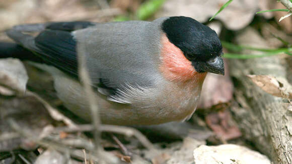 Image of Pyrrhula pyrrhula griseiventris Lafresnaye 1841