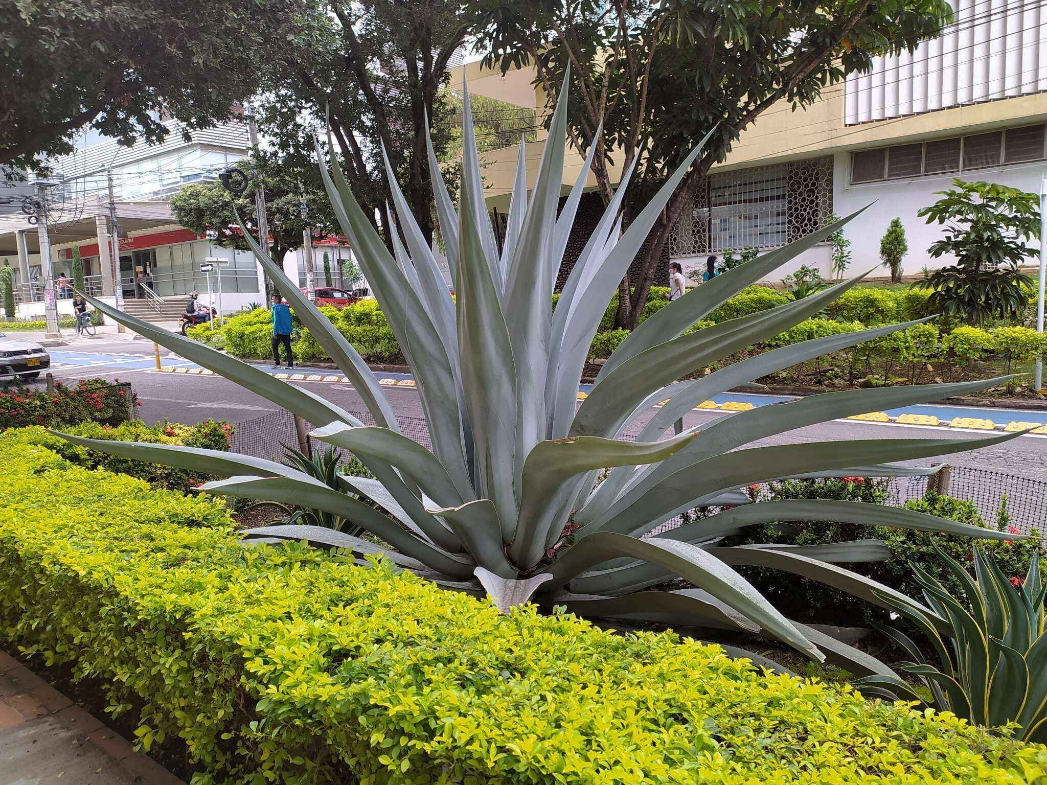 Image of Agave cocui Trel.