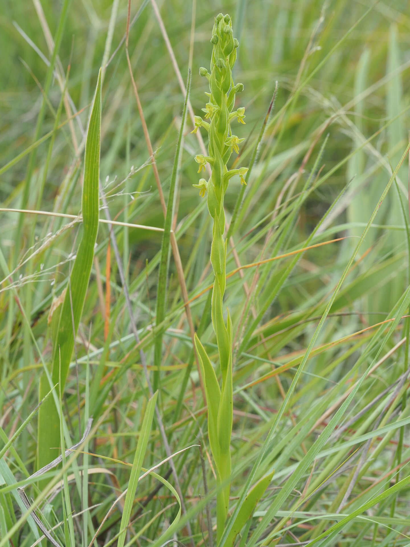 Image of Habenaria pseudociliosa Schelpe ex J. C. Manning