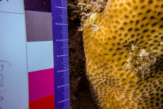 Image of tombstone coral