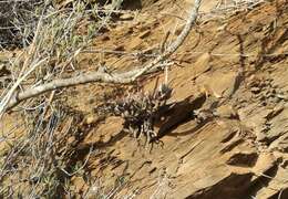 Image of Brittle Adromischus