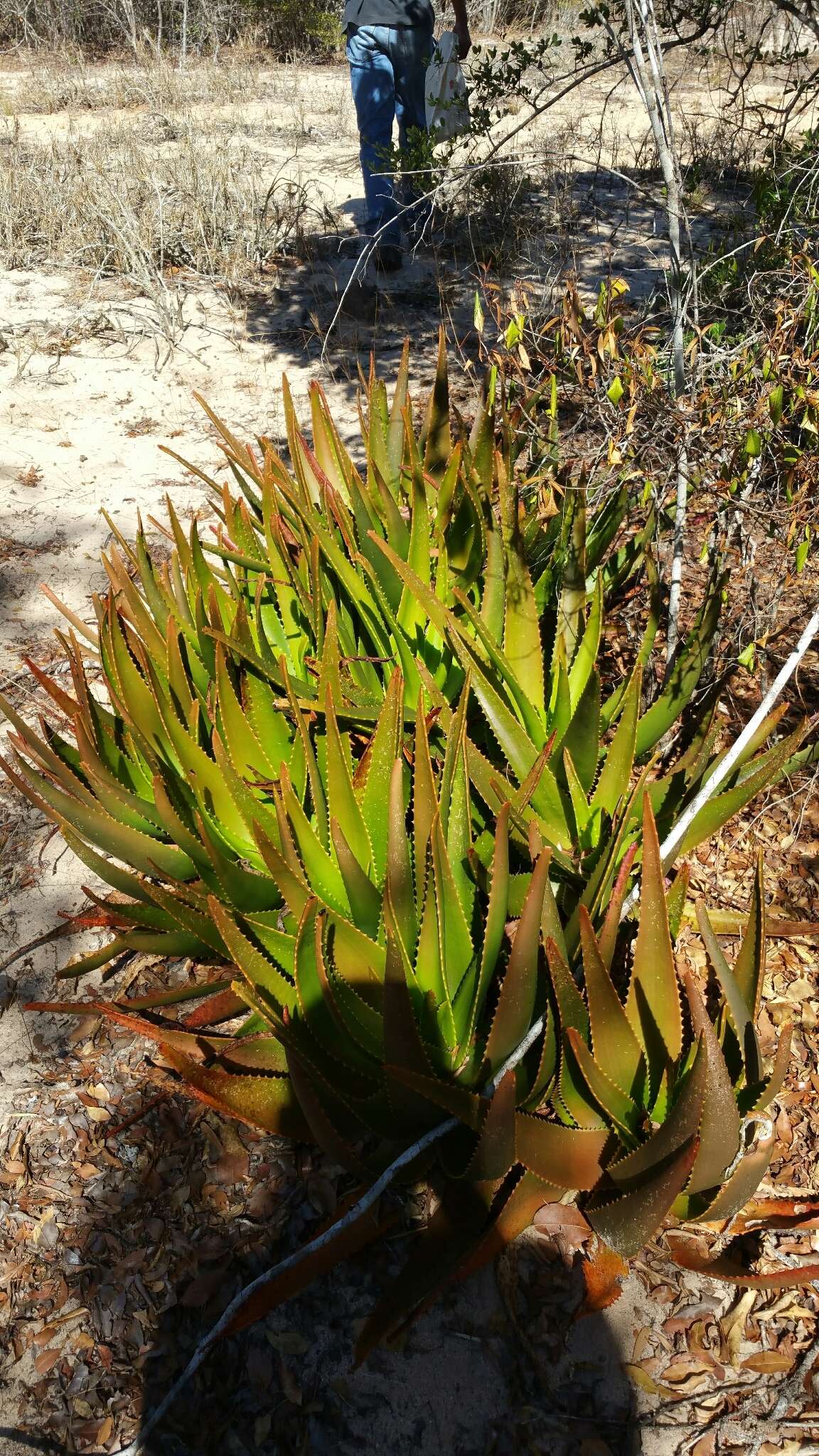 Image of Aloe belitsakensis Rakotoaris.