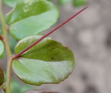 Image of Common sour-berry