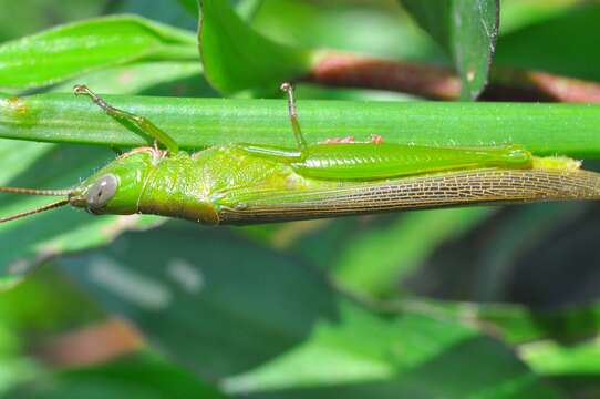 Stenacris xanthochlora (Marschall 1836)的圖片