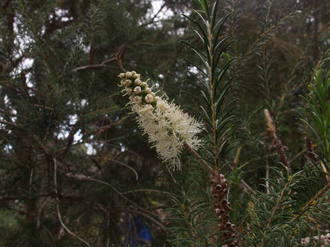 Image de Melaleuca armillaris (Gaertner) Smith