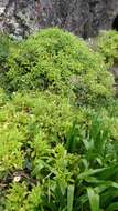Image of Argyranthemum pinnatifidum subsp. pinnatifidum