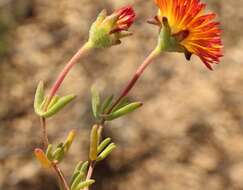 Imagem de Drosanthemum bicolor L. Bol.