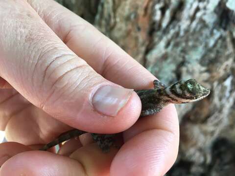 Image of Cave Anole