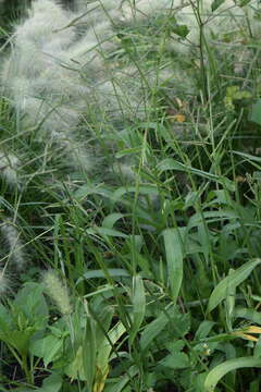 Image of Paspalum tenellum Willd.