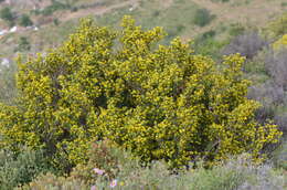 Anthyllis hermanniae L.的圖片