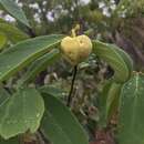 Annona tomentosa R. E. Fr.的圖片