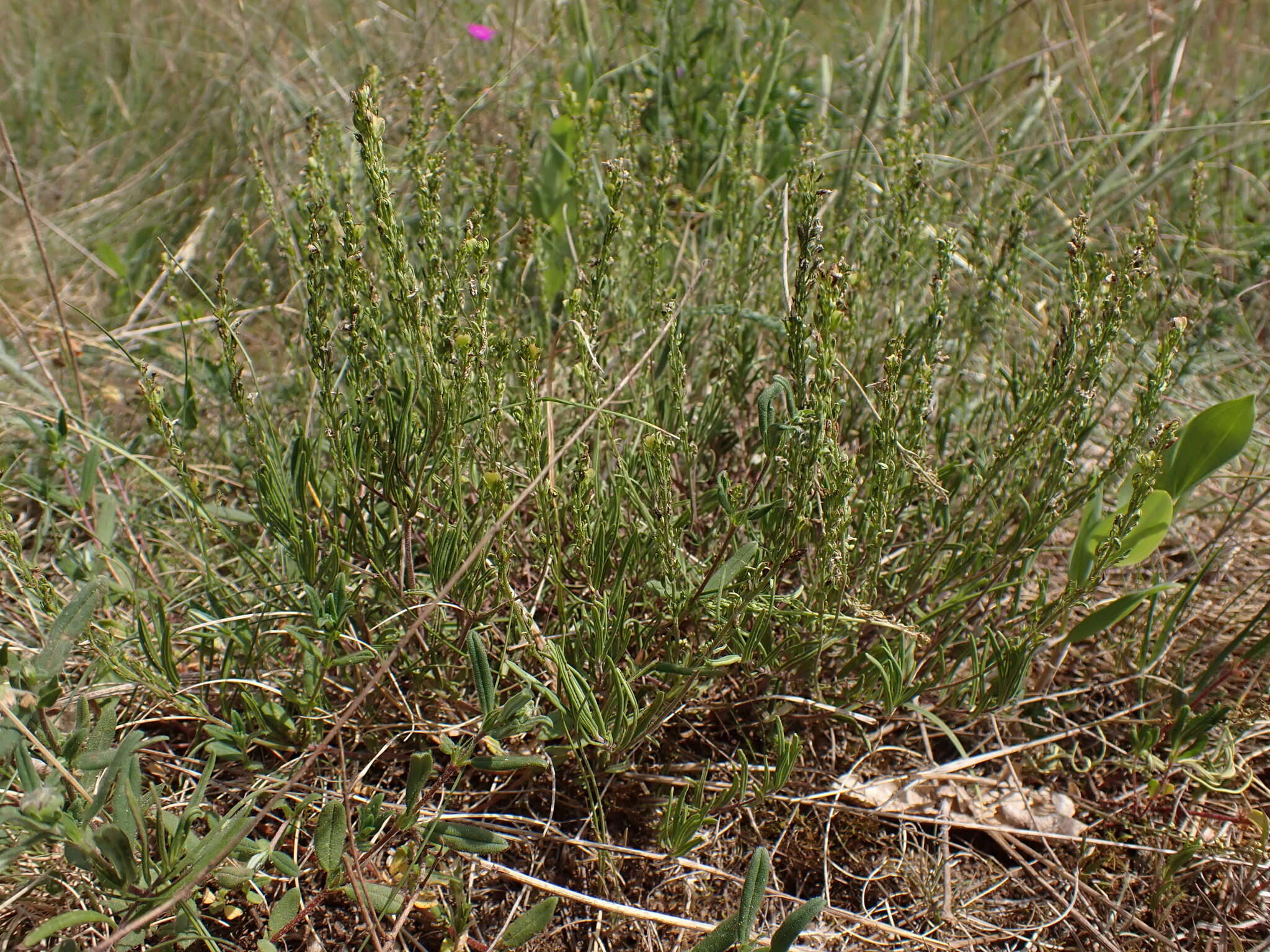 Image of Veronica satureiifolia Poit. & Turp.