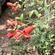 Image of Esterhazya splendida Mikan.