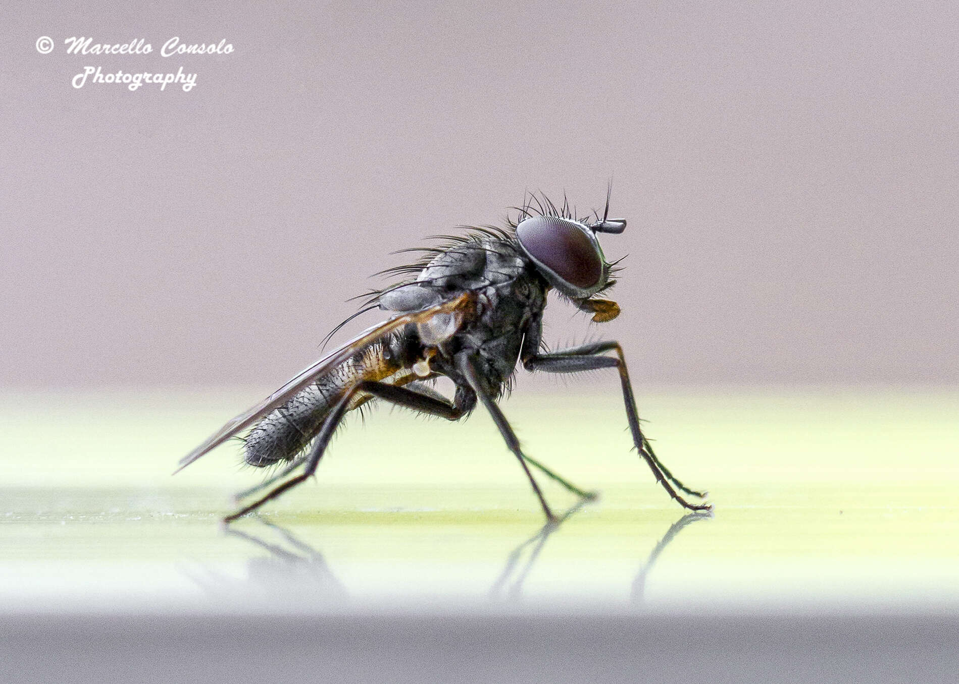 Image of Little House Fly