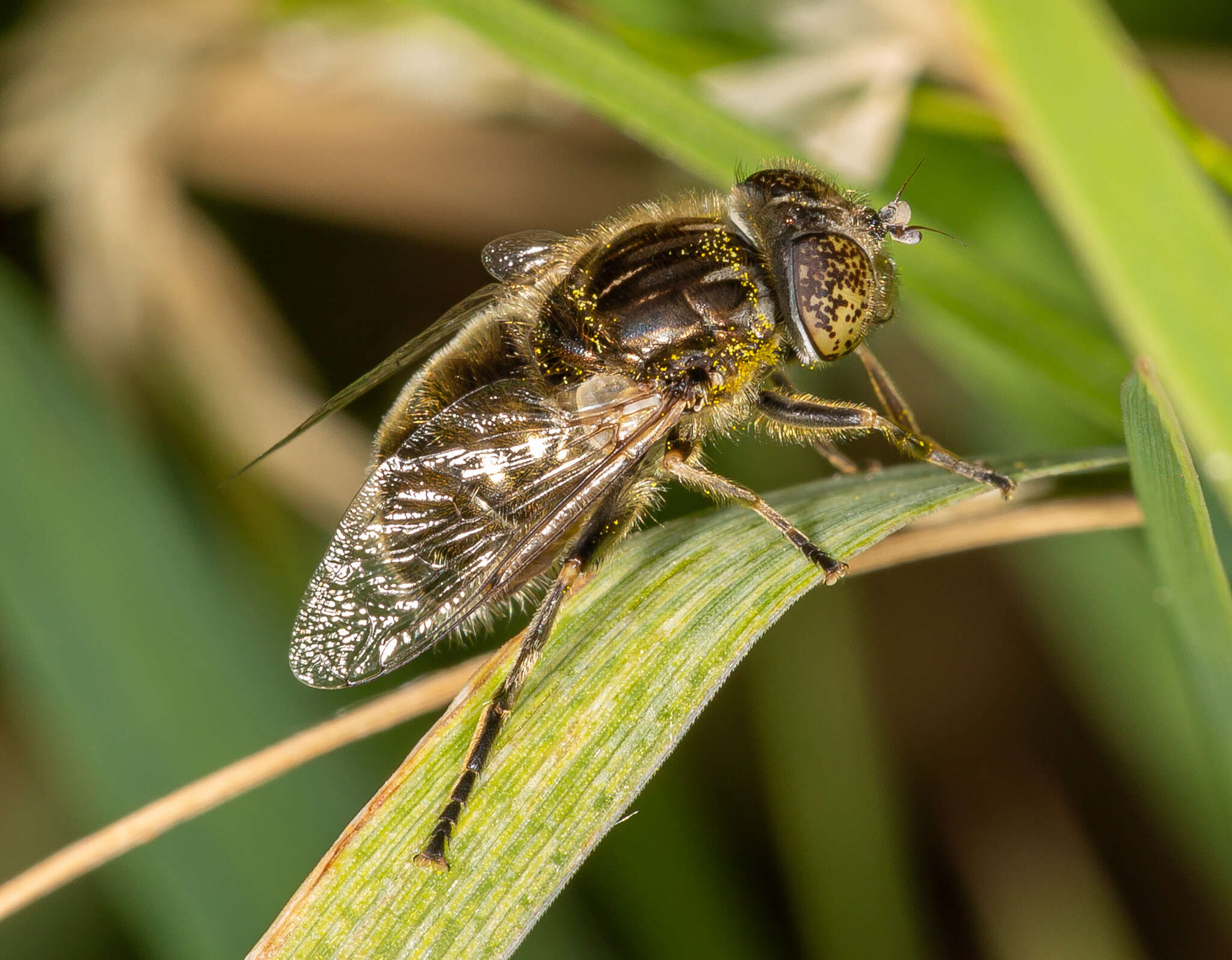 Image of Eristalinus sepulchralis (Linnaeus 1758)