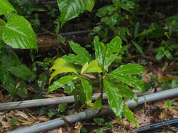 Image of Machilus japonica Sieb. & Zucc.