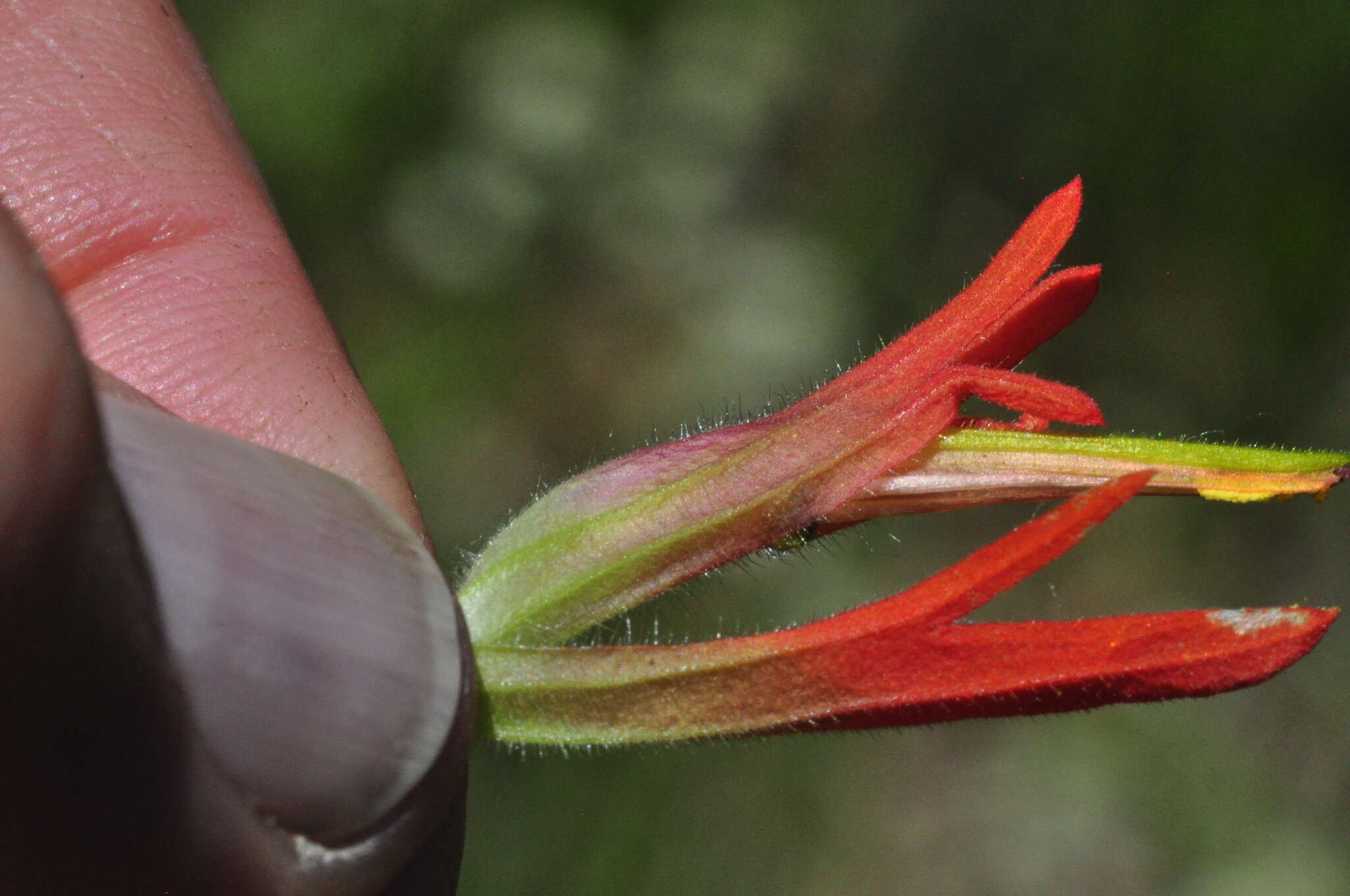 Plancia ëd Castilleja suksdorfii A. Gray