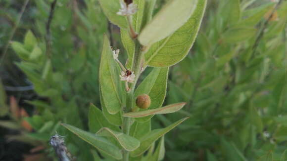 Image of Clutia hirsuta (Sond.) Müll. Arg.